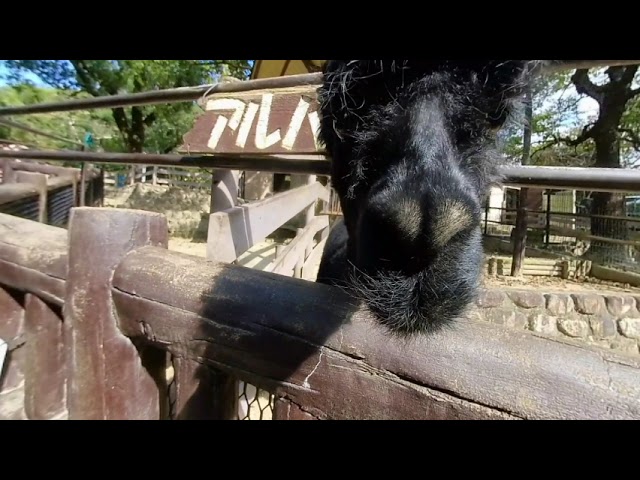 This black alpaca spits at the camera at a small zoo in Suita, Osaka, Japan. 3D VR180