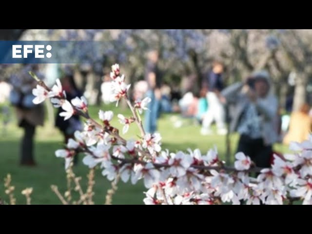 El esplendor de los almendros en flor de la Quinta de los Molinos