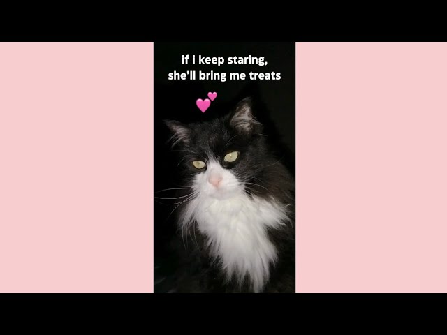 My Cat Wants Treats - Part 1/3