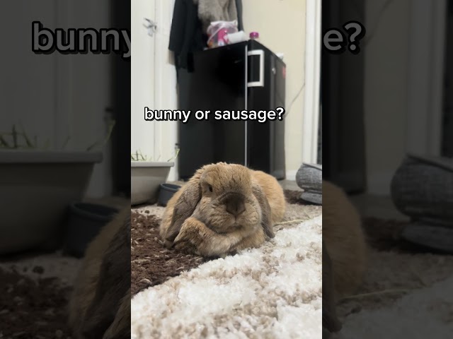 say ur pick in the comments #subscribe #shorts #fyp #funny #bunny #animals #cute #aesthetic