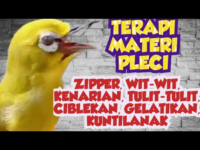 🔴TERAPI SUPER FULL MATERI UNTUK PLECI, TERAPI PLECI, PIKAT PLECI, PLECI BETINA, MASTERAN PLECI