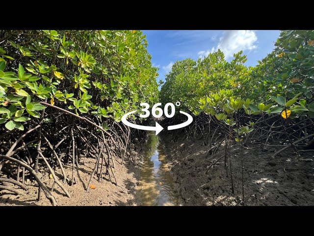 Mangrove Blue Carbon Project 360 Video Tour | Climate Impact Partners