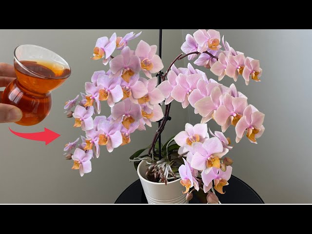 Do This Urgently! The orchid will bloom like crazy and grow lots of roots.