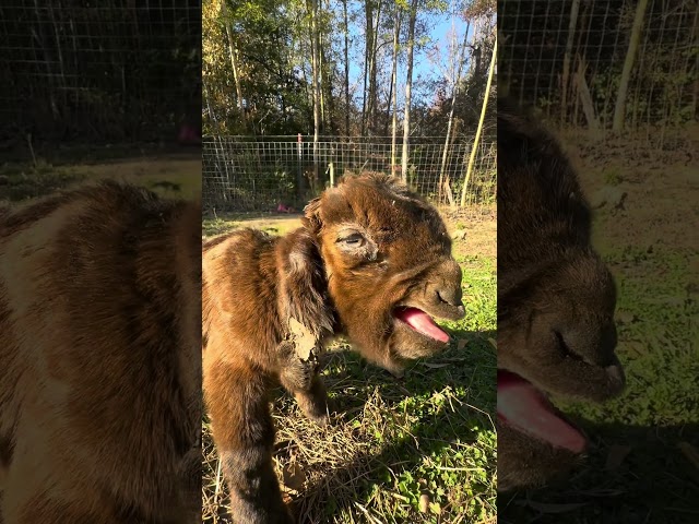 Baby Goats are SO Loud