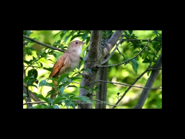 #cute birds 🦜🦜#short  #viral  #yt_shorts #trending #today 🤗🥰🥰