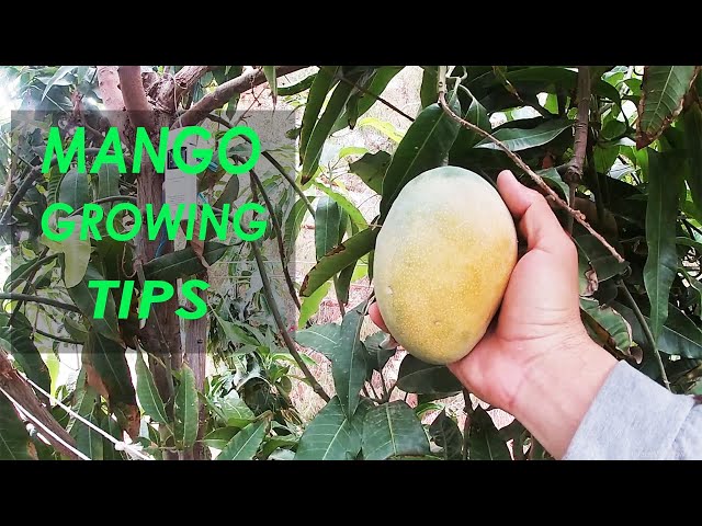 The Secret To Growing Mango | Growing Tips