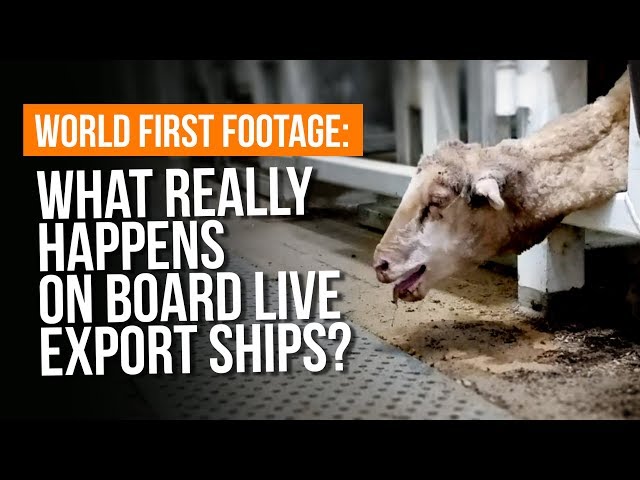 What REALLY happens on live export ships?