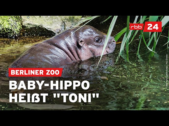 Flusspferd-Baby "Toni": Erster Auftritt verzaubert das Publikum