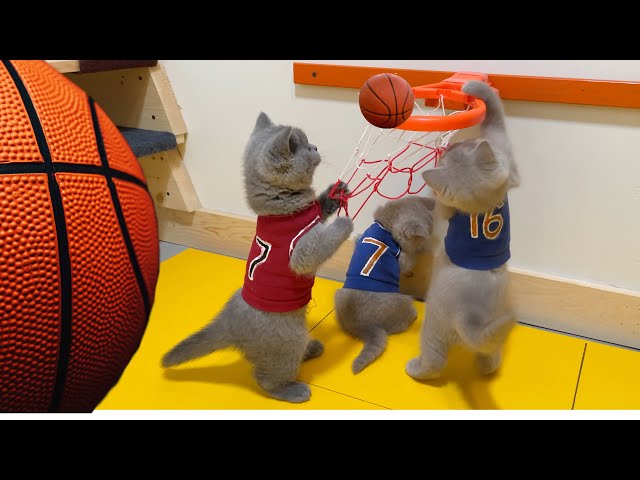 BRITISH BLUE CATS KITTENS PLAYING BASKETBALL GAME!