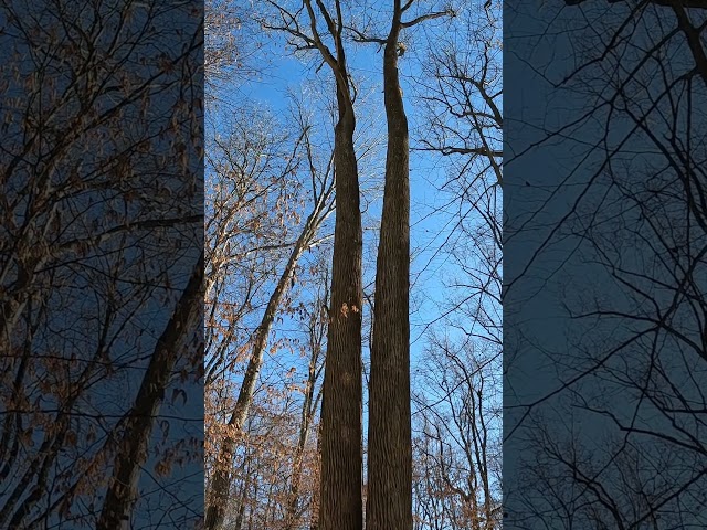 Cabin Branch Trail Loop at Black Hill Regional Park