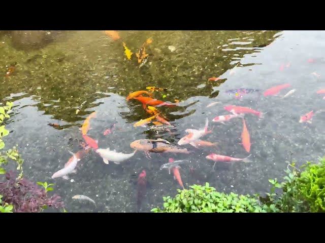 Artificial Waterfall with Colorful Fish Pond |  Royalty Free Stock Video Footage - No Copyright | 4K