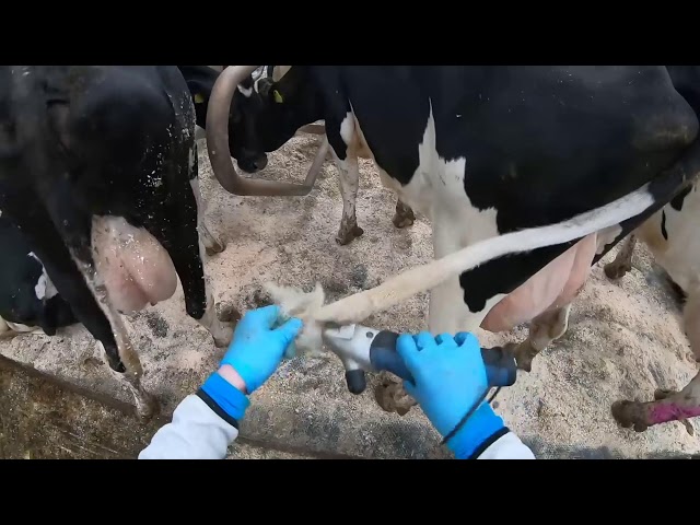 State-of-the-art automatic cow milking systems