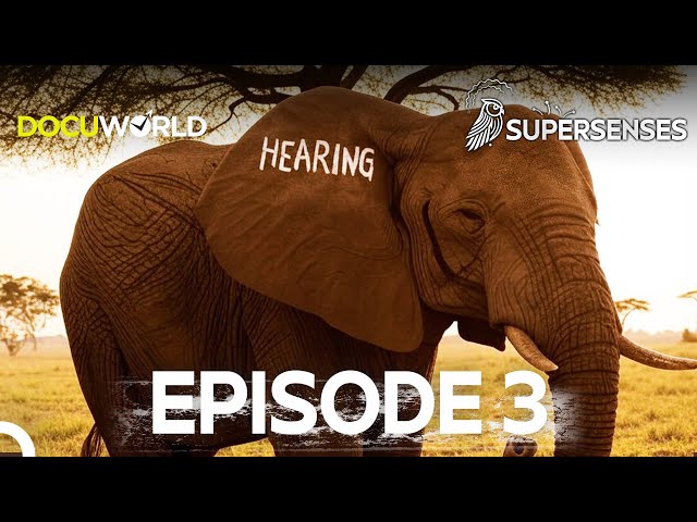 The Incredible Hearing Abilities of Animals | Super Senses Episode 3: Hearing