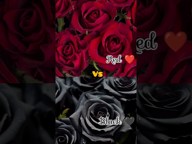 Red ❤️ vs black 🖤 which you choose guys 💚 #youtube #choose #riddles #fashion #queddle #guessthefood