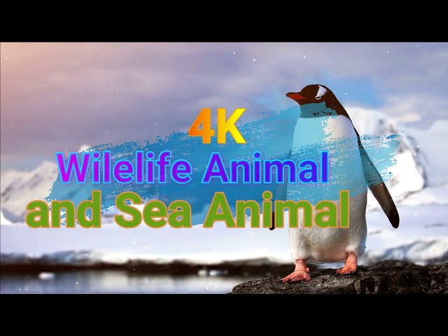 Wildlife animal and Sea Animal​ in the world/ Nature Showreel