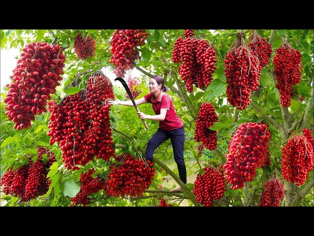 AMAZING! Harvesting strange fruit with red clusters | The most unique fruit of all time