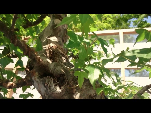 盆栽まつり　Saitama Bonsai festival　Bonsai tree