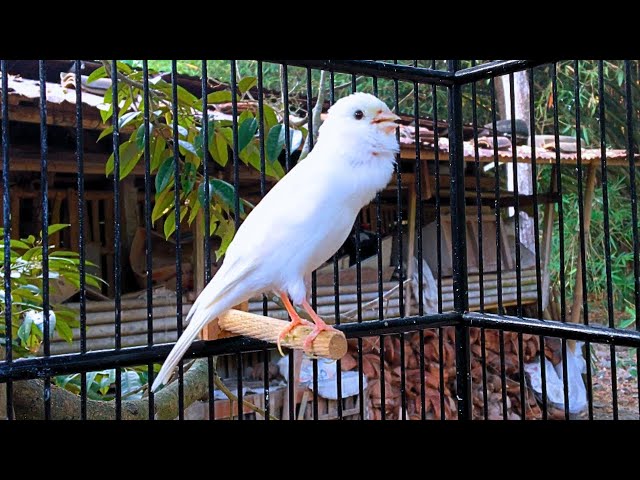 Belgian Canary Singing - Doesn't Your Canary Sing? Put This On, HE Will Sing a Lot