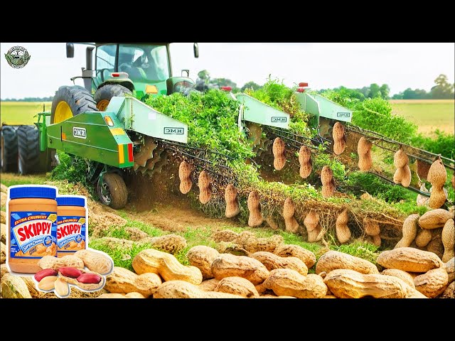 How American Farmers Harvest 5.9 Billion Pounds Of Peanuts | Agriculture Technology