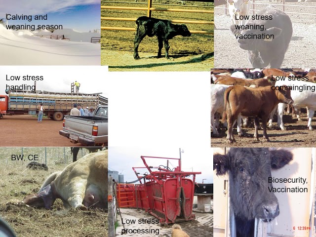 Backgrounding Catlle 2019: Calf Health and Productivity