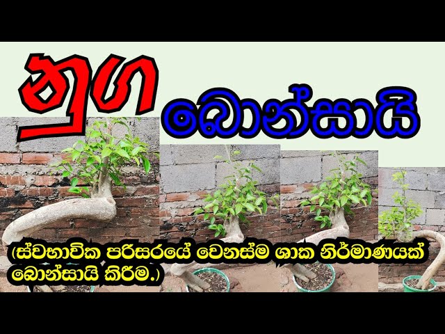 ficus bonsai/නුග බොන්සායි.