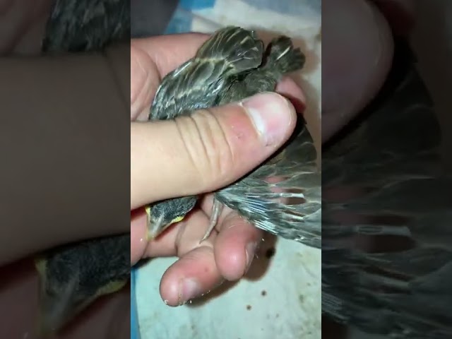 Baby European house sparrows 8 and 6 days old