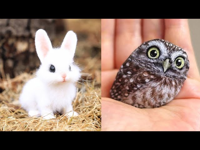 Cute baby animals Videos Compilation cute moment of the animals - Cutest Animals #12