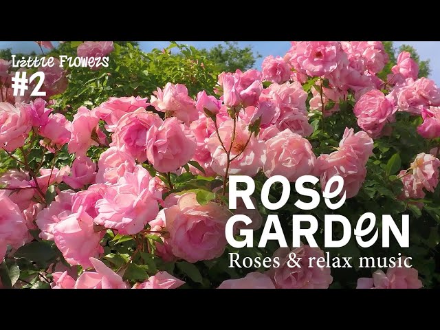 [ Little Flowers ] Chapter 2: Colorful Blooming Rose Garden 🌸 | Flower Garden with Piano Relax Music