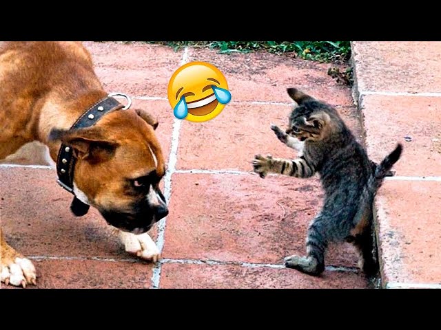 Funny Dogs And Cats Videos 2024 😅 - Best Funniest Animal Videos Of The week #365