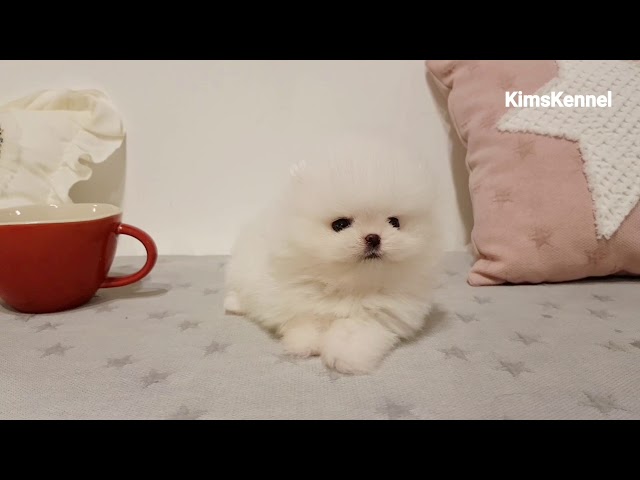 White Pomeranian puppy cutest pom - Teacup puppies KimsKennelUS