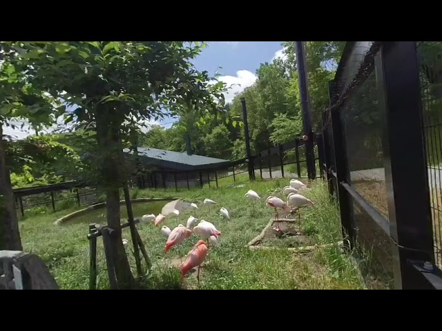 旭山動物園　フラミンゴ舎1