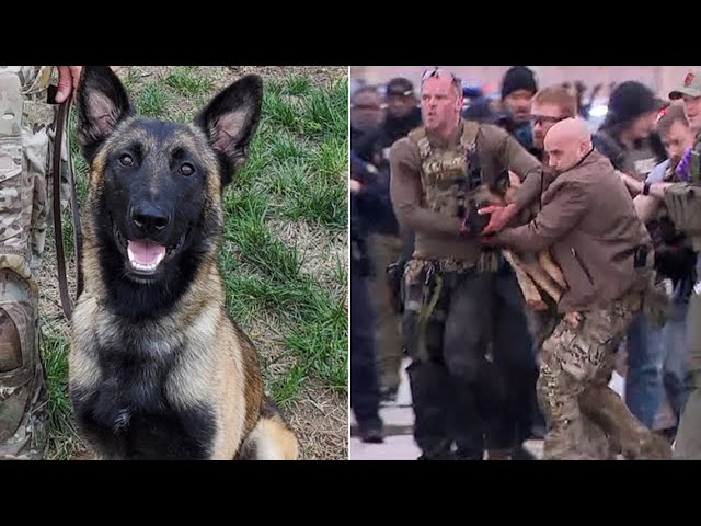 Update on heroic K-9 shot by deputy's killer in Houston