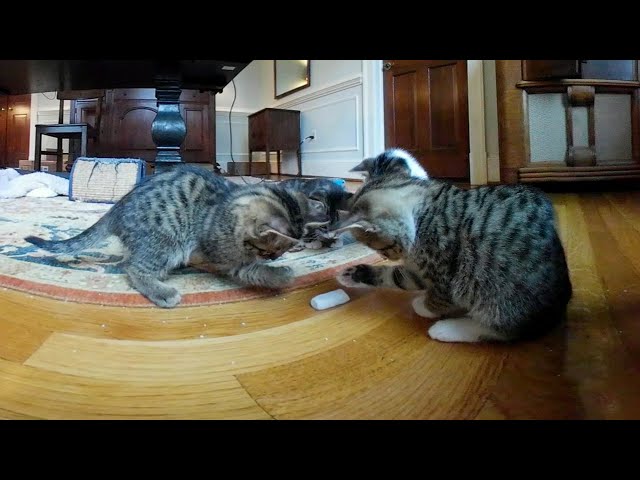 Kitten VR Experience 13 - Four kittens versus a packing peanut!