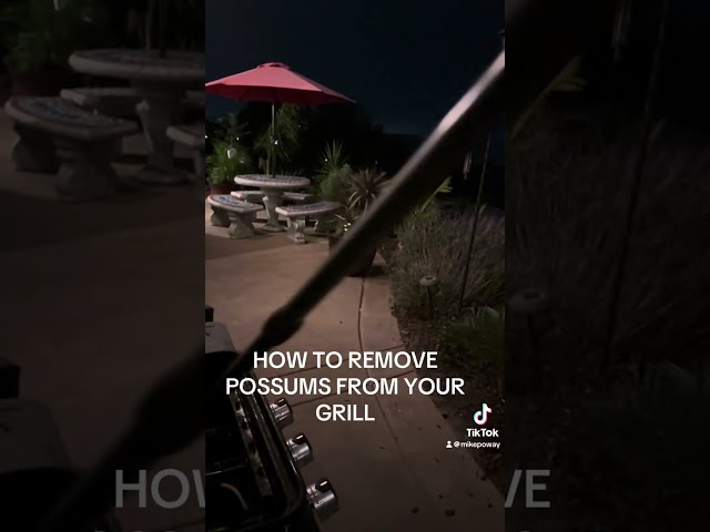 HOW TO REMOVE A POSSUM FROM YOUR GRILL