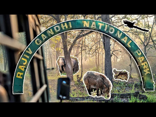 വനത്തിനുള്ളിലൂടെ ഒരു യാത്ര | A trip through Rajiv Gandhi National Park, Nagarhole