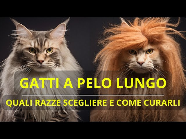 GATTI A PELO LUNGO QUALI RAZZE SCEGLIERE E COME CURARLI - PETOPIA