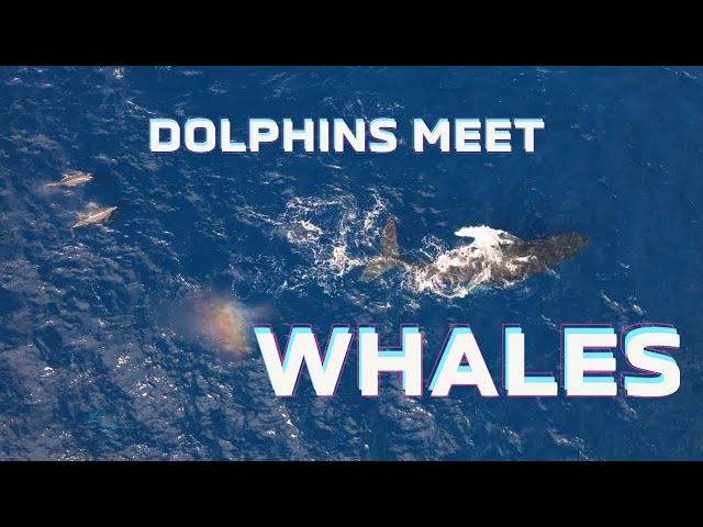 Epic Playdate: Dolphins and Whales