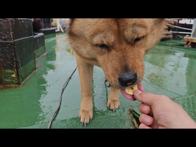 20230506 따야 - 아침운동 거부 - 바나나칩만 먹고 버티기