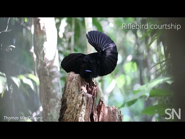 See how a male Victoria’s riflebird courts a female | Science News