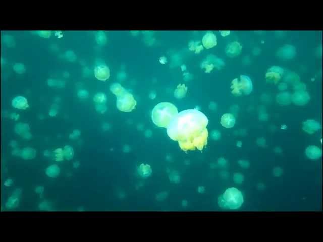 Jellyfish Lake, Palau