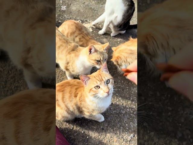 Dándole un aperitivo a los GATITOS #perro #shortsfeed #shortvideo #dog #cat #veterinarioenaccion