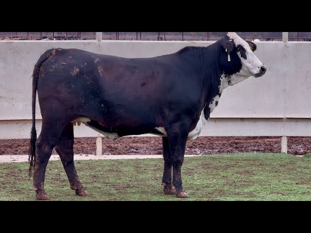 J&J Cattle Co: Bred Chocolate F1 Braford Replacement Heifer