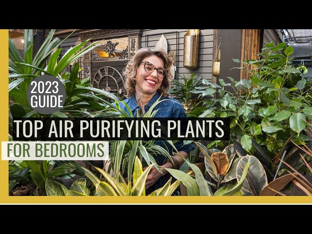 Unbelievable Air Purifier: These Bedroom Plants Release Oxygen!