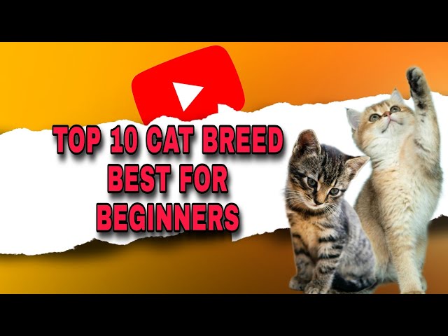 Top 10 Most Popular Cat Breeds For First Time Owners #cat #cute #kitten #furbaby #cutecat