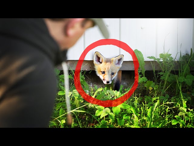 Baby Red Foxes are living on my Wildlife Homestead!