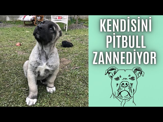 KENDİNİ PİTBULL ZANNEDEN KANGAL YAVRUSU “ ZİLLİ “ 🇹🇷 #kangal #kangaldog #anadoluçobanköpeği #dog