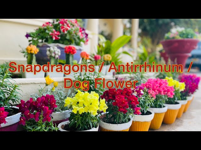 How to Grow and Care of Antirrhinum / Snapdragon / Dog Flower in Urdu/Hindi @greengardening4426