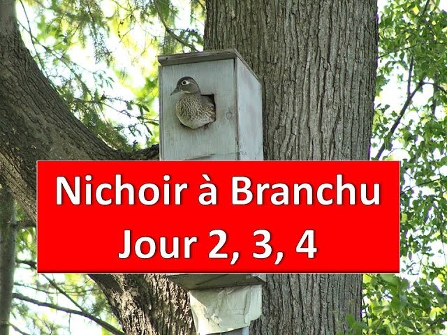 Nichoir Branchu jour 2, 3, 4 / Wood Duck Nest Day 2, 3, 4 / Serge Tonietto-Giguère / Aventure Nature