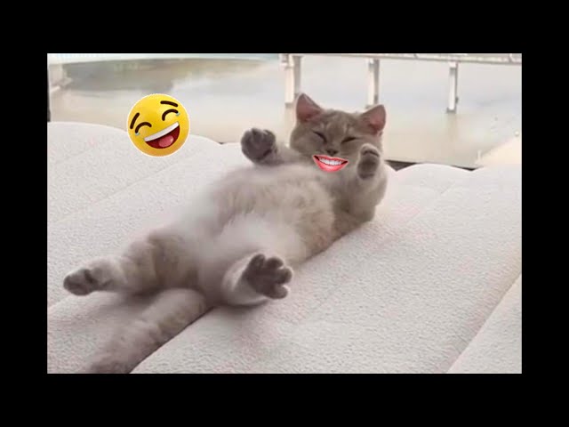 Funny Animals Videos Compilation🤣Cutest cats, dogs, animals