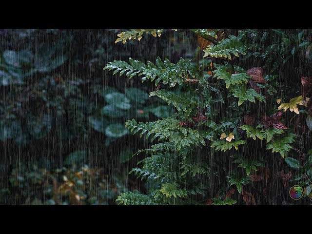 ✅The world recognized the best relaxing thunderstorm sound, the rain sound of sleeping in the woods